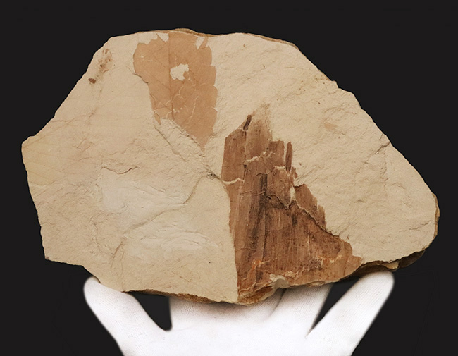 国内マニアック化石シリーズ！特大サイズの秋田県 阿仁町（あにまち）露熊産の針葉樹の枝先化石（その8）