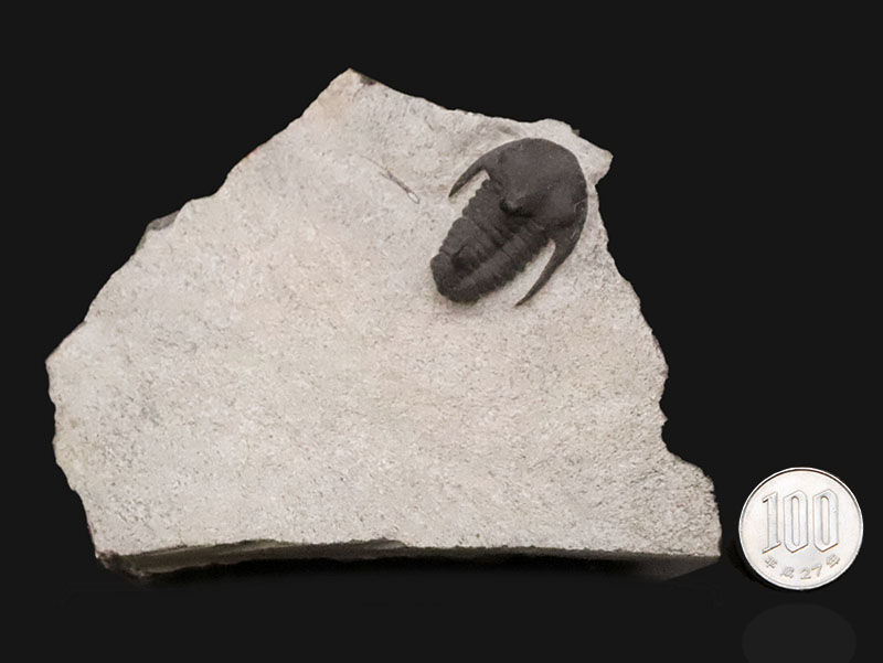 初登場！スーパーレア！この姿を見よ！カンブリア紀の激レア三葉虫、キンガスピドイデス・スピニレクルヴァトゥス（Kingaspidoides spinirecurvatus）（その10）
