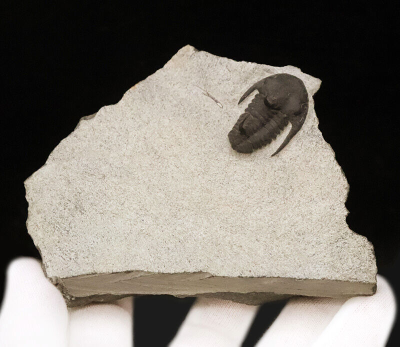初登場！スーパーレア！この姿を見よ！カンブリア紀の激レア三葉虫、キンガスピドイデス・スピニレクルヴァトゥス（Kingaspidoides spinirecurvatus）（その2）