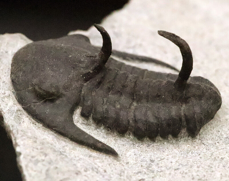 初登場！スーパーレア！この姿を見よ！カンブリア紀の激レア三葉虫、キンガスピドイデス・スピニレクルヴァトゥス（Kingaspidoides spinirecurvatus）（その6）