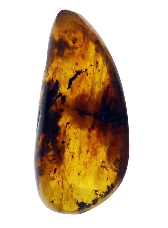 大地を恐竜がのしのしと歩いていた時代に形成された琥珀、バーマイト（Burmite）の大サイズ標本（その1）