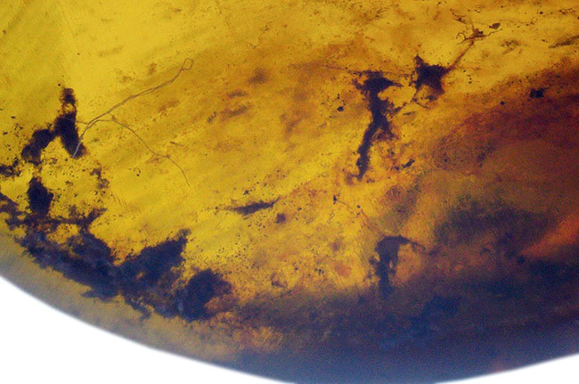 大地を恐竜がのしのしと歩いていた時代に形成された琥珀、バーマイト（Burmite）の大サイズ標本（その2）