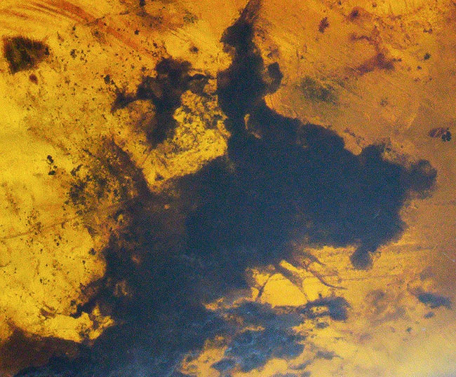 大地を恐竜がのしのしと歩いていた時代に形成された琥珀、バーマイト（Burmite）の大サイズ標本（その3）