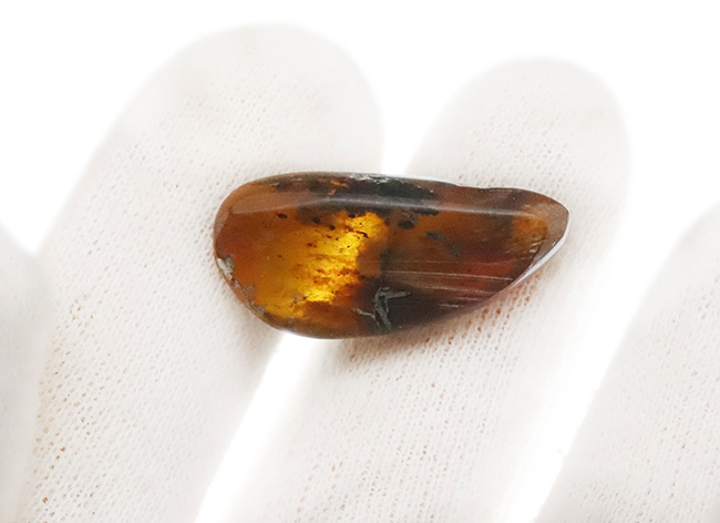 大地を恐竜がのしのしと歩いていた時代に形成された琥珀、バーマイト（Burmite）の大サイズ標本（その6）