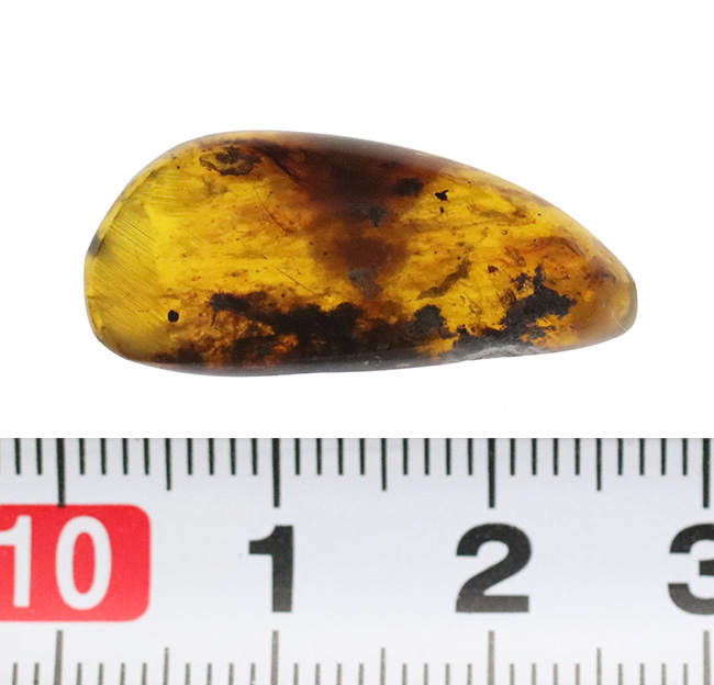 大地を恐竜がのしのしと歩いていた時代に形成された琥珀、バーマイト（Burmite）の大サイズ標本（その7）