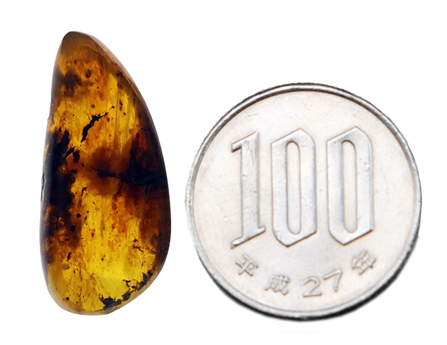 大地を恐竜がのしのしと歩いていた時代に形成された琥珀、バーマイト（Burmite）の大サイズ標本（その8）