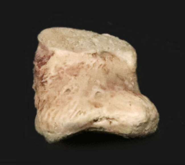 北米ペルム紀の頂点捕食者エリオプス指骨｜テキサス州「レッドベッド」産の緻密な骨組織：2mの巨体を支えた極小の要石（その1）