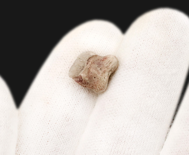 北米ペルム紀の頂点捕食者エリオプス指骨｜テキサス州「レッドベッド」産の緻密な骨組織：2mの巨体を支えた極小の要石（その2）