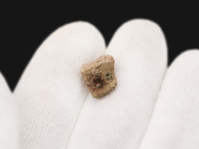 北米ペルム紀の頂点捕食者エリオプス指骨｜テキサス州「レッドベッド」産の緻密な骨組織：2mの巨体を支えた極小の要石（その3）