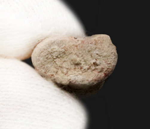 北米ペルム紀の頂点捕食者エリオプス指骨｜テキサス州「レッドベッド」産の緻密な骨組織：2mの巨体を支えた極小の要石（その4）