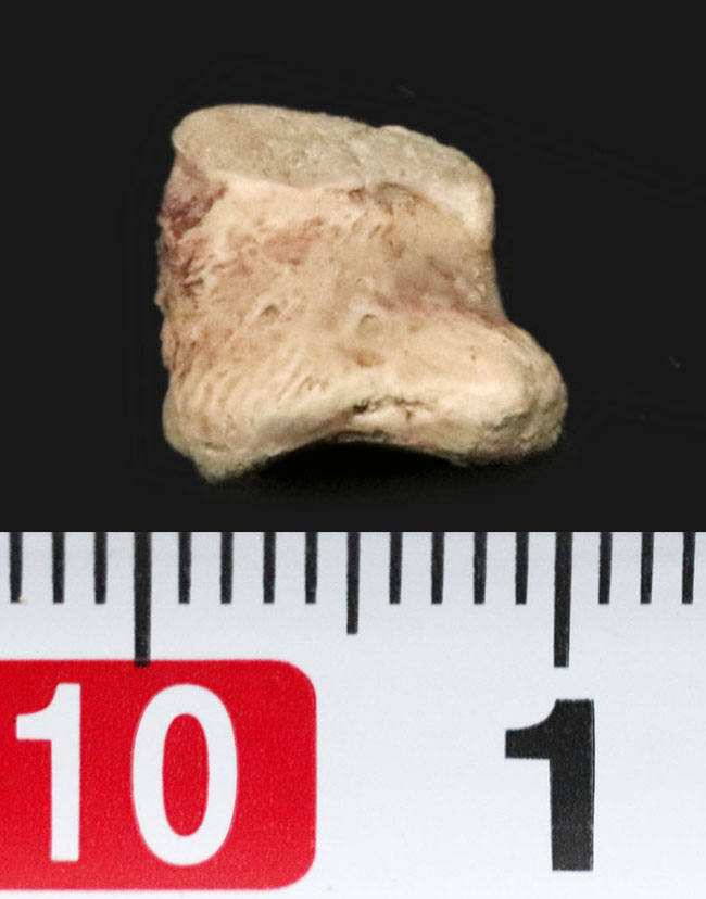 北米ペルム紀の頂点捕食者エリオプス指骨｜テキサス州「レッドベッド」産の緻密な骨組織：2mの巨体を支えた極小の要石（その5）