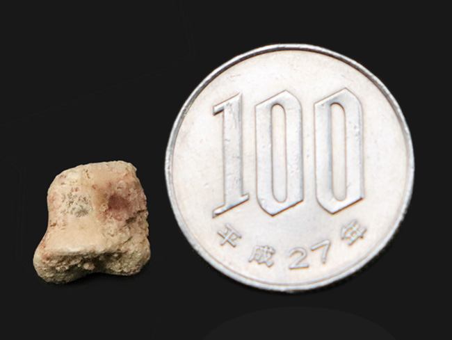 北米ペルム紀の頂点捕食者エリオプス指骨｜テキサス州「レッドベッド」産の緻密な骨組織：2mの巨体を支えた極小の要石（その6）