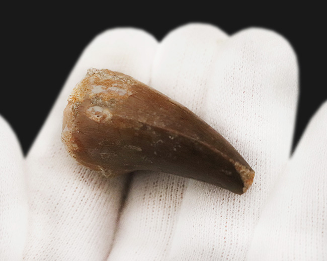 強大なモササウルスのグループであるプログナソドンの極めて上質