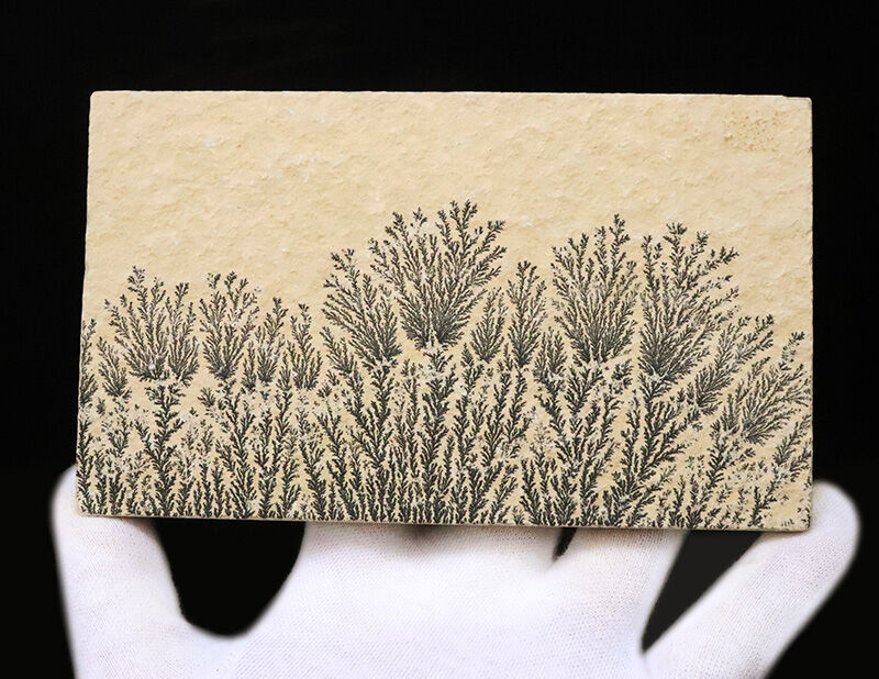 植物か、鉱物か？かつての科学者を驚かせた自然のトリックアート。ドイツ・ゾルンホーフェン産高品質デンドライト（Dendrite）（その2）