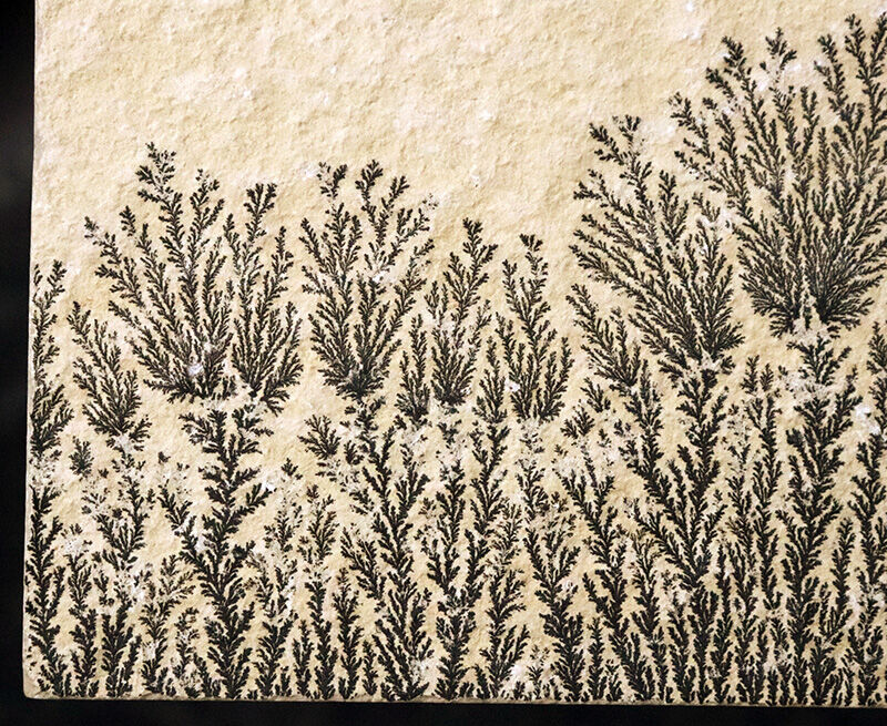 植物か、鉱物か？かつての科学者を驚かせた自然のトリックアート。ドイツ・ゾルンホーフェン産高品質デンドライト（Dendrite）（その3）