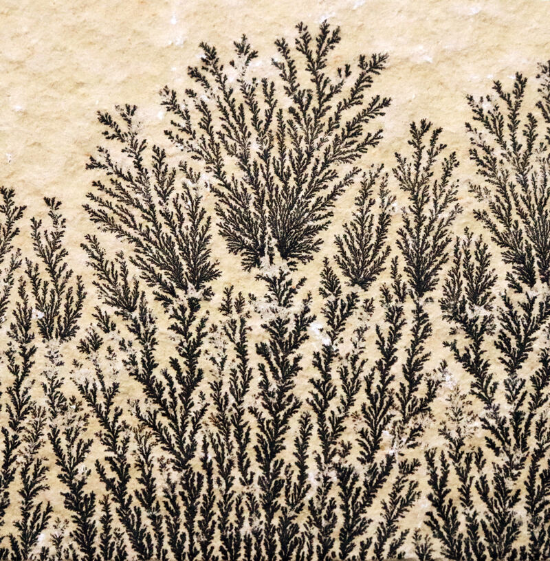 植物か、鉱物か？かつての科学者を驚かせた自然のトリックアート。ドイツ・ゾルンホーフェン産高品質デンドライト（Dendrite）（その4）