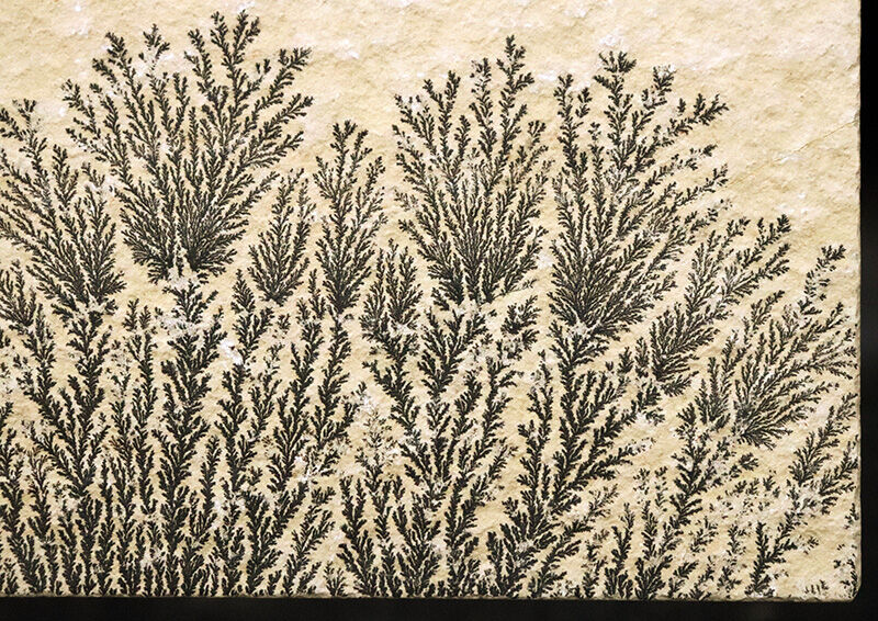 植物か、鉱物か？かつての科学者を驚かせた自然のトリックアート。ドイツ・ゾルンホーフェン産高品質デンドライト（Dendrite）（その5）