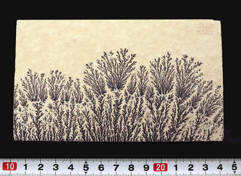 植物か、鉱物か？かつての科学者を驚かせた自然のトリックアート。ドイツ・ゾルンホーフェン産高品質デンドライト（Dendrite）（その8）