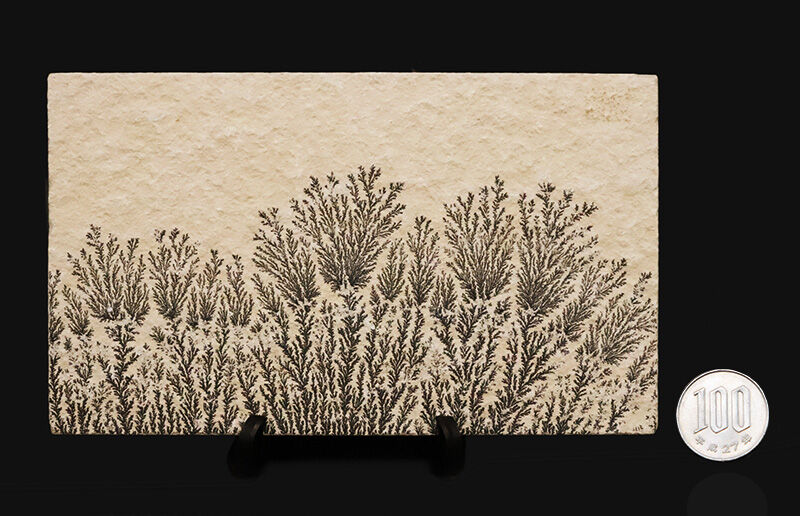 植物か、鉱物か？かつての科学者を驚かせた自然のトリックアート。ドイツ・ゾルンホーフェン産高品質デンドライト（Dendrite）（その9）