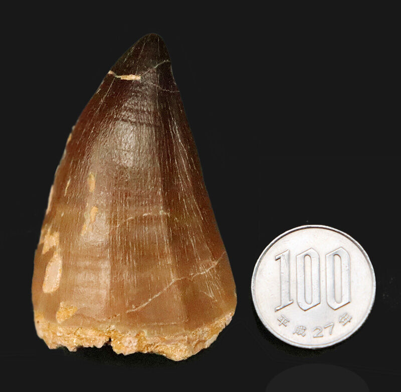 【他を圧倒する極太の根元が造り出す独特のフォルム】周長9.6cm！艶やかなエナメル質が光るモササウルス（Mosasaurus）の巨大歯（その10）