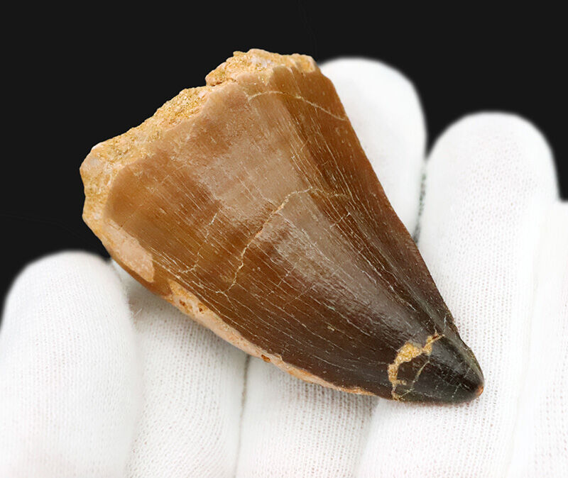 【他を圧倒する極太の根元が造り出す独特のフォルム】周長9.6cm！艶やかなエナメル質が光るモササウルス（Mosasaurus）の巨大歯（その2）