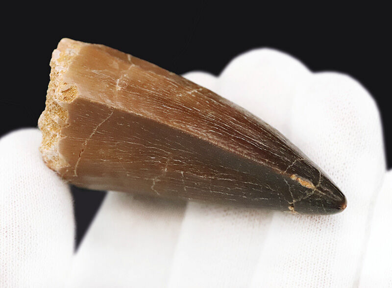 【他を圧倒する極太の根元が造り出す独特のフォルム】周長9.6cm！艶やかなエナメル質が光るモササウルス（Mosasaurus）の巨大歯（その3）