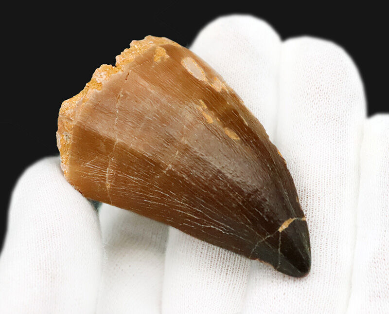 【他を圧倒する極太の根元が造り出す独特のフォルム】周長9.6cm！艶やかなエナメル質が光るモササウルス（Mosasaurus）の巨大歯（その4）