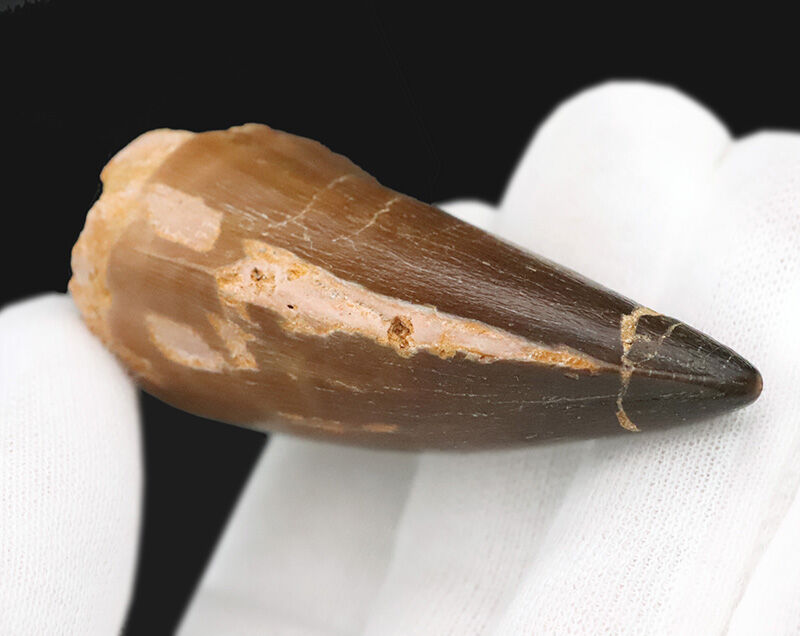 【他を圧倒する極太の根元が造り出す独特のフォルム】周長9.6cm！艶やかなエナメル質が光るモササウルス（Mosasaurus）の巨大歯（その5）