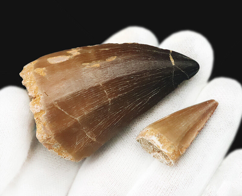 【他を圧倒する極太の根元が造り出す独特のフォルム】周長9.6cm！艶やかなエナメル質が光るモササウルス（Mosasaurus）の巨大歯（その6）
