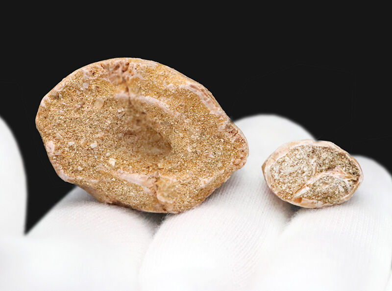 【他を圧倒する極太の根元が造り出す独特のフォルム】周長9.6cm！艶やかなエナメル質が光るモササウルス（Mosasaurus）の巨大歯（その7）