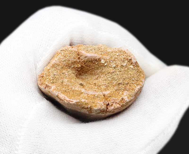 【他を圧倒する極太の根元が造り出す独特のフォルム】周長9.6cm！艶やかなエナメル質が光るモササウルス（Mosasaurus）の巨大歯（その8）
