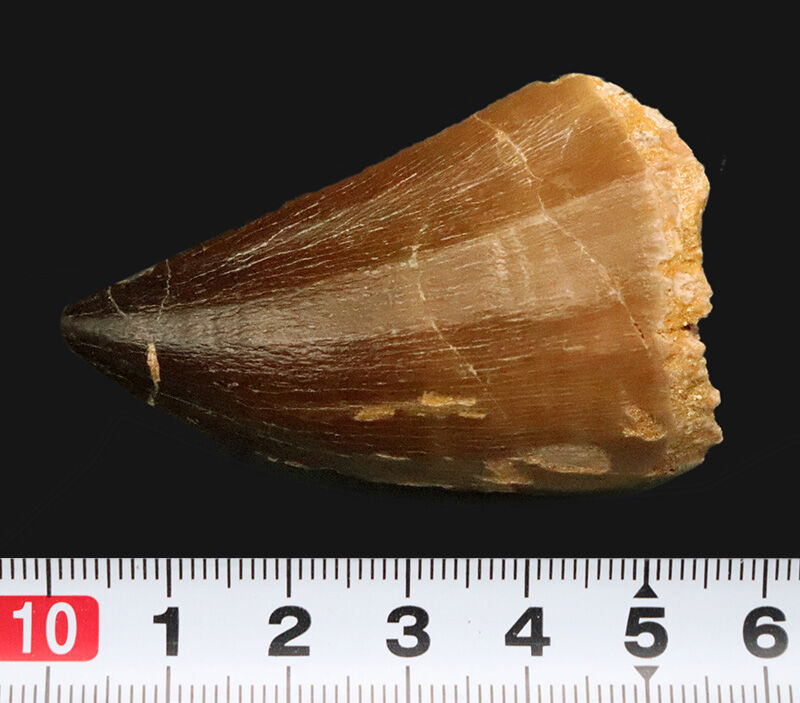 【他を圧倒する極太の根元が造り出す独特のフォルム】周長9.6cm！艶やかなエナメル質が光るモササウルス（Mosasaurus）の巨大歯（その9）