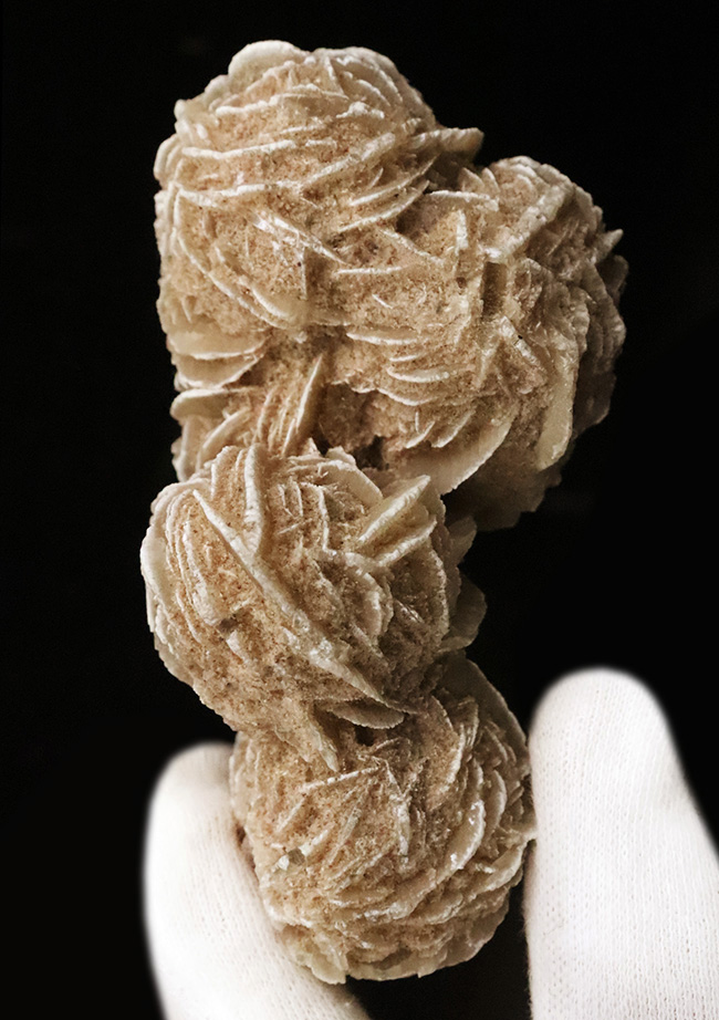 サハラ砂漠に咲いたセレナイトの結晶、「砂漠のバラ」(Desert Rose)(その1)