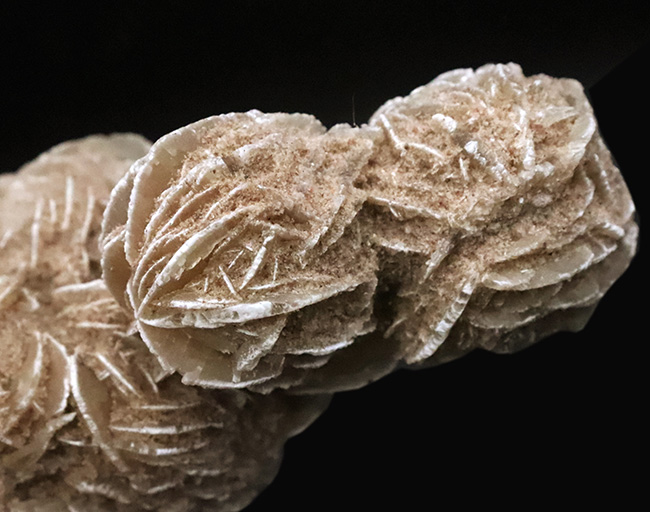 サハラ砂漠に咲いたセレナイトの結晶、「砂漠のバラ」(Desert Rose)(その3)