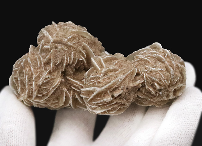 サハラ砂漠に咲いたセレナイトの結晶、「砂漠のバラ」(Desert Rose)(その4)