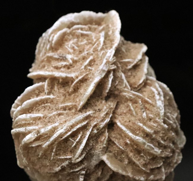サハラ砂漠に咲いたセレナイトの結晶、「砂漠のバラ」(Desert Rose)(その5)