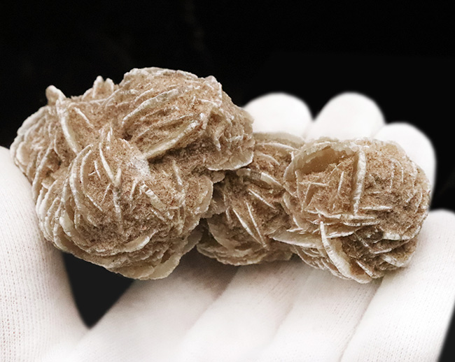 サハラ砂漠に咲いたセレナイトの結晶、「砂漠のバラ」(Desert Rose)(その6)