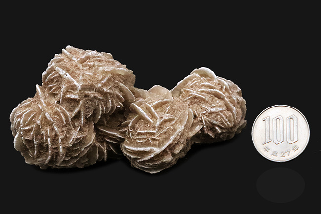 サハラ砂漠に咲いたセレナイトの結晶、「砂漠のバラ」(Desert Rose)(その8)