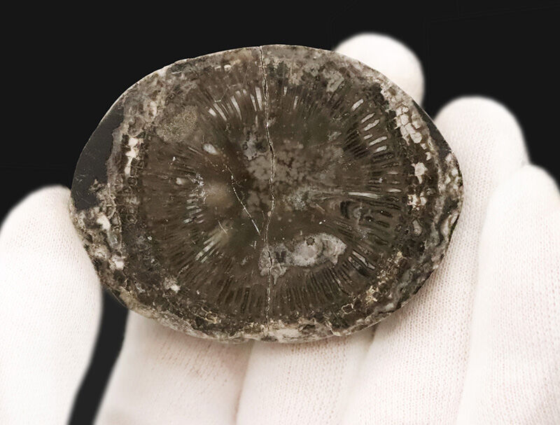 かつて赤道付近にあったアイルランド産の絶滅した四放サンゴ「サイフォノフィリア（Siphonophyllia）」の化石（その2）