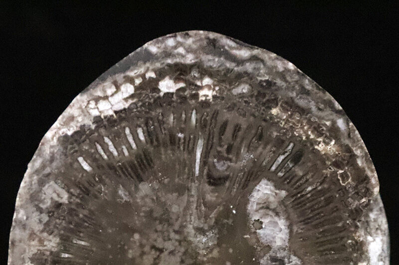かつて赤道付近にあったアイルランド産の絶滅した四放サンゴ「サイフォノフィリア（Siphonophyllia）」の化石（その3）