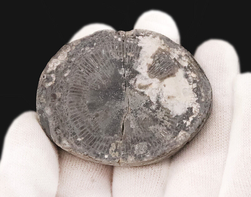 かつて赤道付近にあったアイルランド産の絶滅した四放サンゴ「サイフォノフィリア（Siphonophyllia）」の化石（その5）