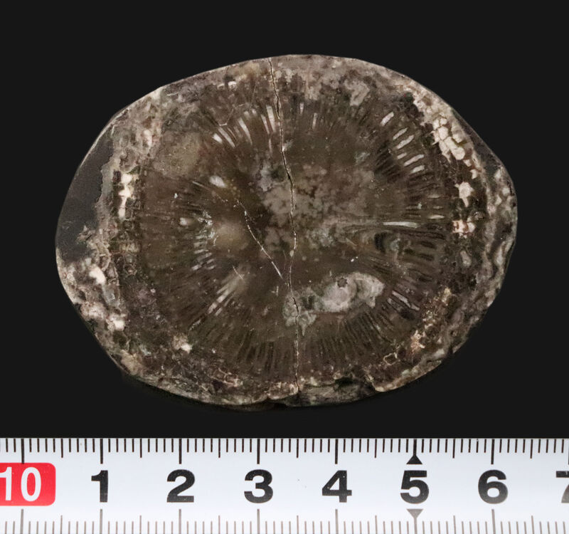 かつて赤道付近にあったアイルランド産の絶滅した四放サンゴ「サイフォノフィリア（Siphonophyllia）」の化石（その7）