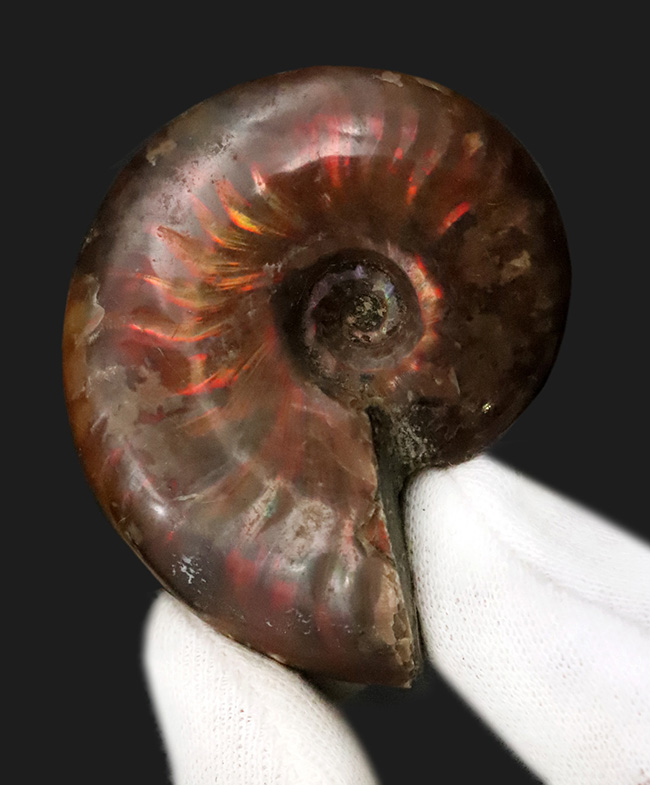 両面ともに美しい遊色が備わった、上質のクレオニセラス（Cleoniceras）（その2）