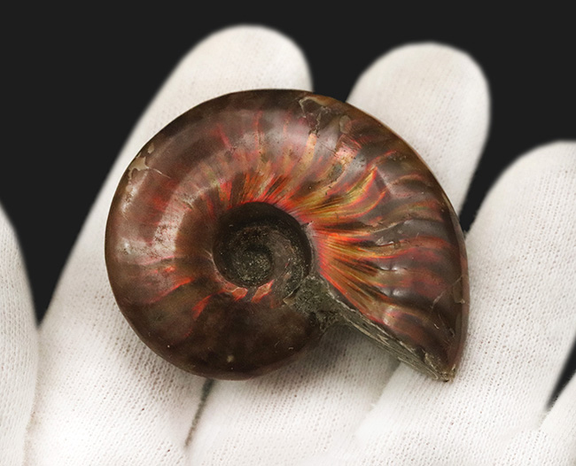 両面ともに美しい遊色が備わった、上質のクレオニセラス（Cleoniceras）（その3）