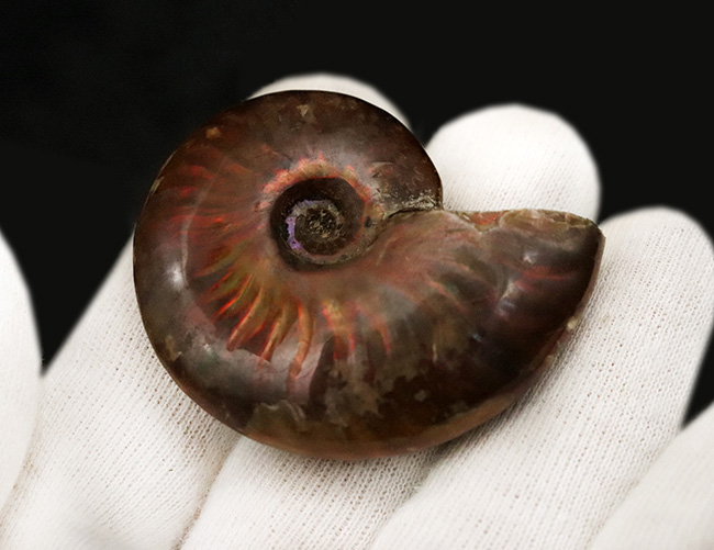 両面ともに美しい遊色が備わった、上質のクレオニセラス（Cleoniceras）（その4）