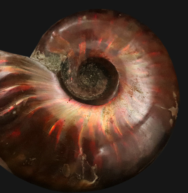 両面ともに美しい遊色が備わった、上質のクレオニセラス（Cleoniceras）（その5）