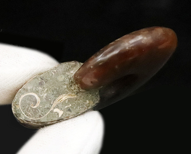 両面ともに美しい遊色が備わった、上質のクレオニセラス（Cleoniceras）（その6）