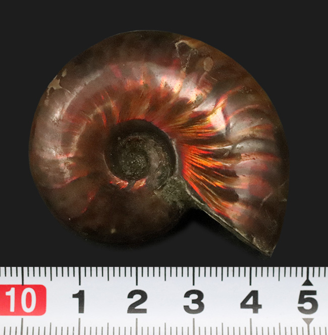 両面ともに美しい遊色が備わった、上質のクレオニセラス（Cleoniceras）（その7）