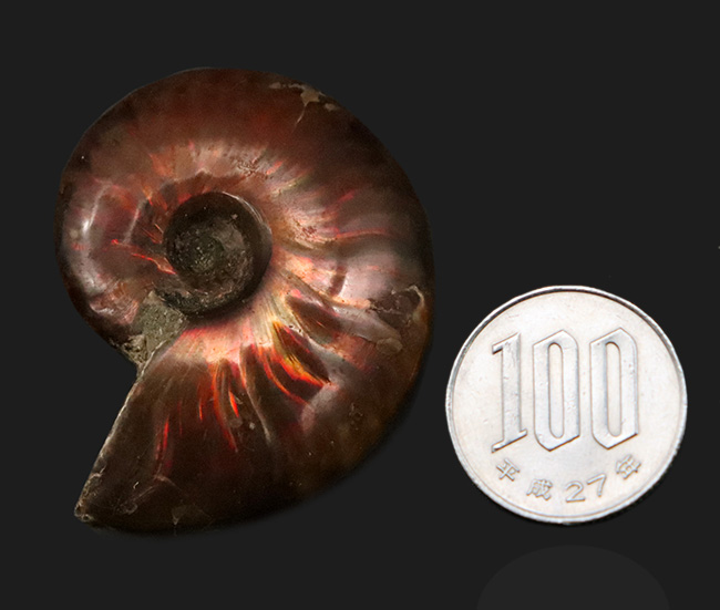 両面ともに美しい遊色が備わった、上質のクレオニセラス（Cleoniceras）（その8）