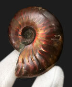 両面ともに美しい遊色が備わった、上質のクレオニセラス（Cleoniceras）